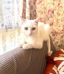 Lost Male Cat last seen Mowbray Crescent, Kurunjang Primary School, Kurunjang, VIC 3337