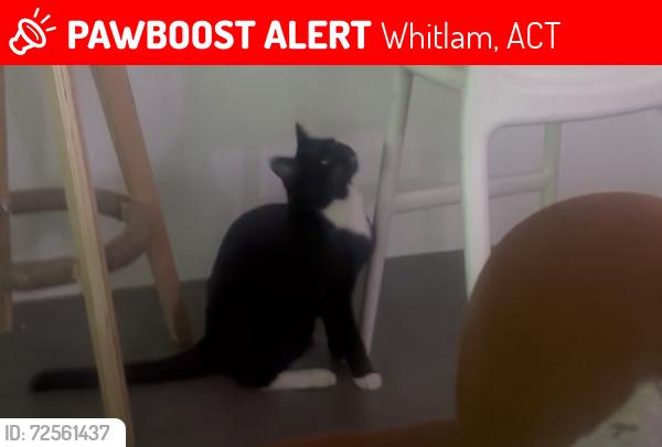 Lost Male Cat last seen Tahourdin Vista , Whitlam, ACT 2611