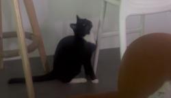 Lost Male Cat last seen Tahourdin Vista , Whitlam, ACT 2611
