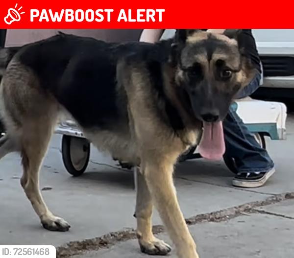 Lost Female Dog last seen Commerce and east Los Angeles , East Los Angeles, CA 90022