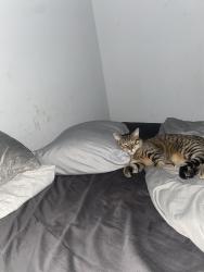 Lost Male Cat last seen Sullivan and Garfield sts , Wilkes-Barre, PA 18701