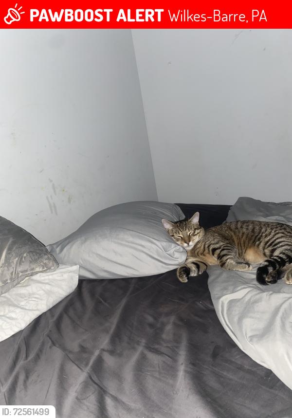 Lost Male Cat last seen Sullivan and Garfield sts , Wilkes-Barre, PA 18701