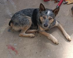 Lost Male Dog last seen Near thacker dairy rd, Greensboro, NC 27406