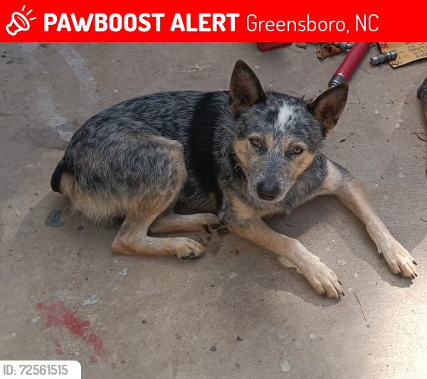 Lost Male Dog last seen Near thacker dairy rd, Greensboro, NC 27406