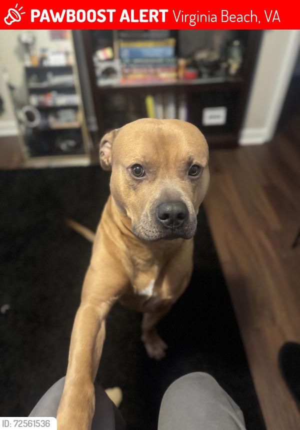 Lost Male Dog last seen Historyland drive, Virginia Beach, VA 23452