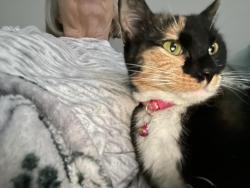 Lost Female Cat last seen Kentshire, Bonaire, GA 31005