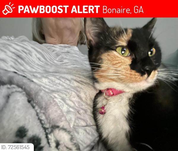 Lost Female Cat last seen Kentshire, Bonaire, GA 31005
