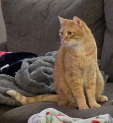 Lost Male Cat last seen Near Daly Ln, Plainfield, IL 60586