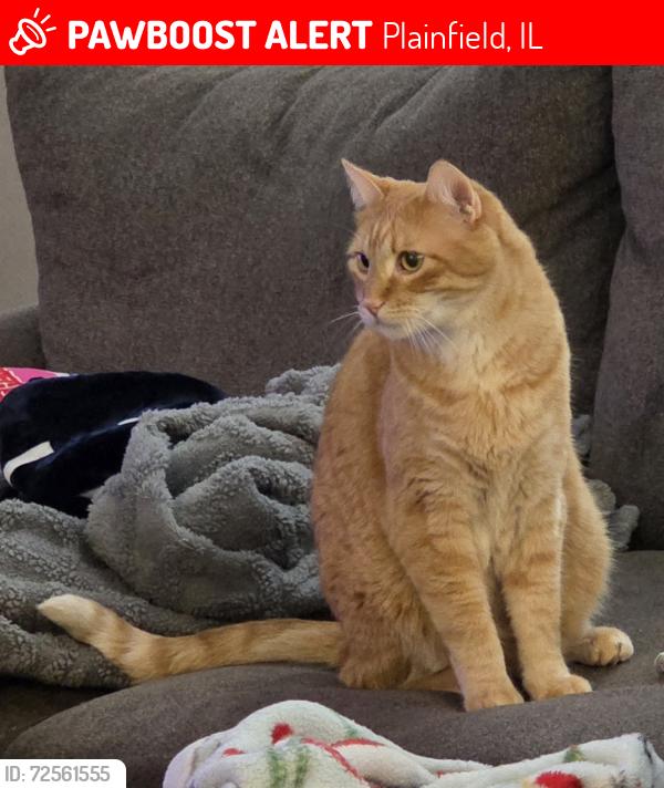 Lost Male Cat last seen Near Daly Ln, Plainfield, IL 60586