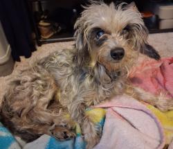 Lost Female Dog last seen Laird Rd, Hiram, GA 30141