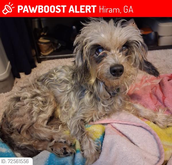 Lost Female Dog last seen Laird Rd, Hiram, GA 30141