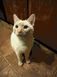 Lost Female Cat last seen Ole lamp lane gastonia, nc 28056, Gastonia, NC 28056
