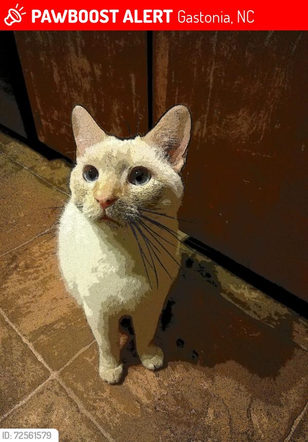 Lost Female Cat last seen Ole lamp lane gastonia, nc 28056, Gastonia, NC 28056
