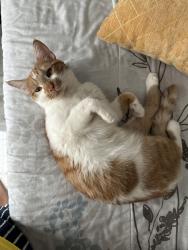 Lost Female Cat last seen Simpson Road, Kissimmee, FL 34744