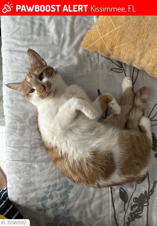 Lost Female Cat last seen Simpson Road, Kissimmee, FL 34744