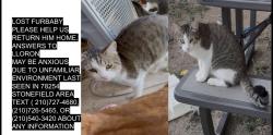 Lost Male Cat last seen Stone wind place, San Antonio, TX 78254
