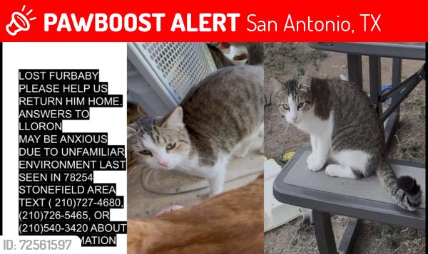 Lost Male Cat last seen Stone wind place, San Antonio, TX 78254