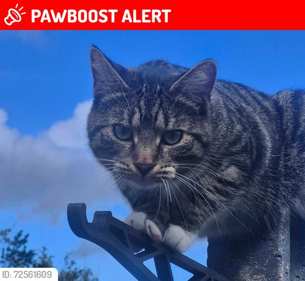 Lost Male Cat last seen Ffordd Penmynydd, Isle of Anglesey, Wales LL61 5AX