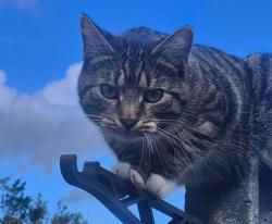 Lost Male Cat last seen Ffordd Penmynydd, Isle of Anglesey, Wales LL61 5AX