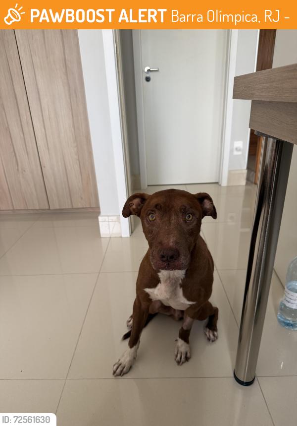Found/Stray Male Dog last seen Avenida ator José wilker , Barra Olímpica, RJ 22775-022