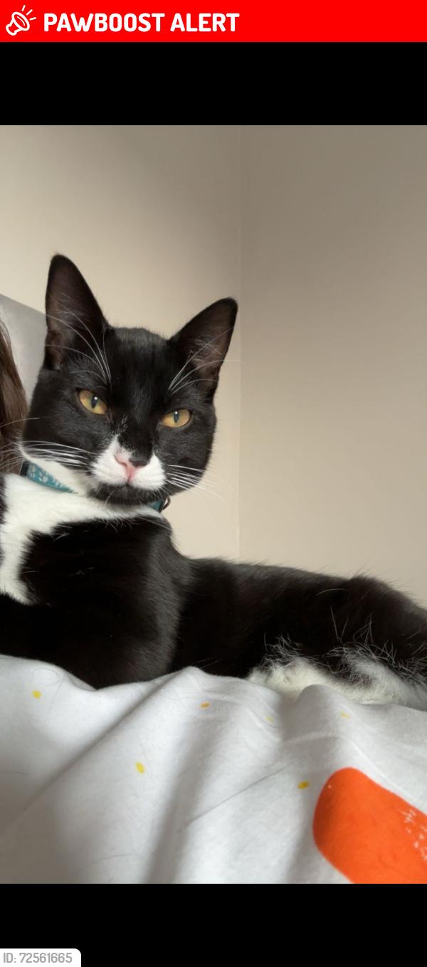 Lost Male Cat last seen Near three lane ends Castleford, West Yorkshire, England WF10