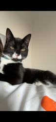 Lost Male Cat last seen Near three lane ends Castleford , West Yorkshire, England WF10