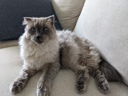 Lost Male Cat last seen Newland St, between 10 mile and Black Cat just north of the railroad tracks, Meridian, ID 83642