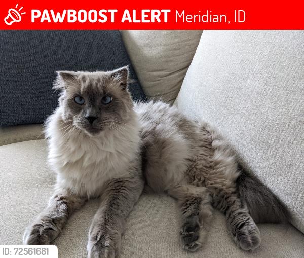 Lost Male Cat last seen Newland St, between 10 mile and Black Cat just north of the railroad tracks, Meridian, ID 83642