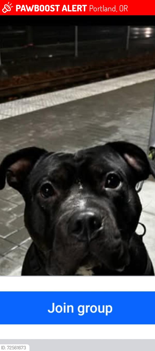Lost Male Dog last seen Foster area, Portland, OR 97207