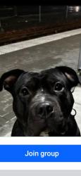 Lost Male Dog last seen Foster area, Portland, OR 97207