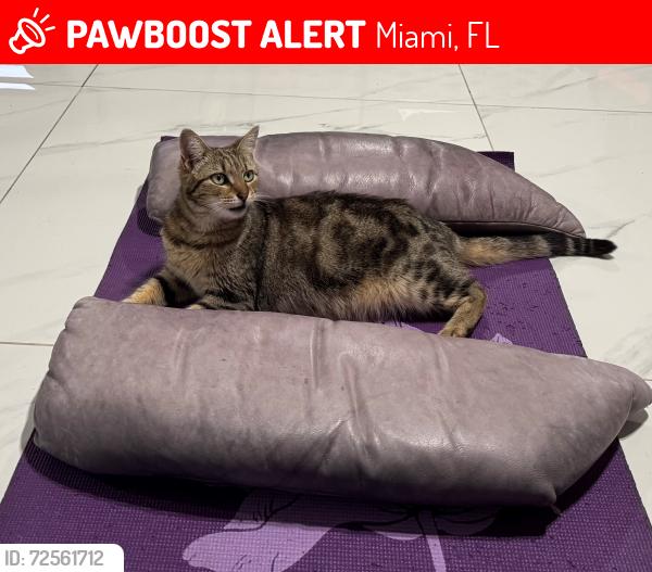 Lost Female Cat last seen Near SW 52nd St, Miami, FL 33165