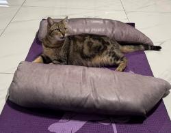 Lost Female Cat last seen Near SW 52nd St, Miami, FL 33165