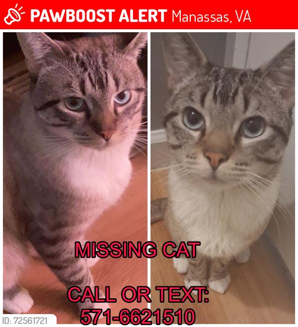 Lost Male Cat last seen Near Centreville road, Manassas, VA 20110