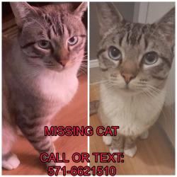 Lost Male Cat last seen Near Centreville road, Manassas, VA 20110
