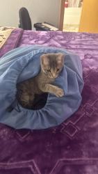 Lost Female Cat last seen NWA C&S plumbing, Springdale, AR 72764