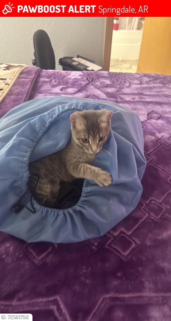 Lost Female Cat last seen NWA C&S plumbing, Springdale, AR 72764