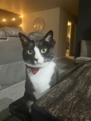 Lost Female Cat last seen Harris Rd SE Port Orchard, Port Orchard, WA 98366