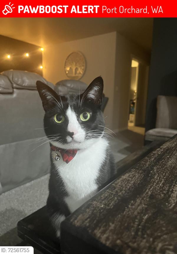 Lost Female Cat last seen Harris Rd SE Port Orchard, Port Orchard, WA 98366