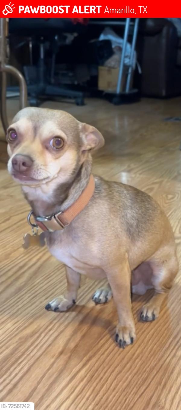 Lost Male Dog last seen N. Mirror St. , Amarillo, TX 79107