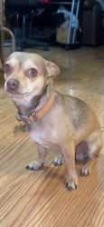 Lost Male Dog last seen N. Mirror St. , Amarillo, TX 79107