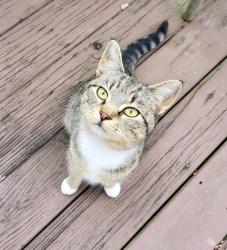 Found/Stray Female Cat last seen Jackson Rd, S Elm Ave, Dunn, NC 28334
