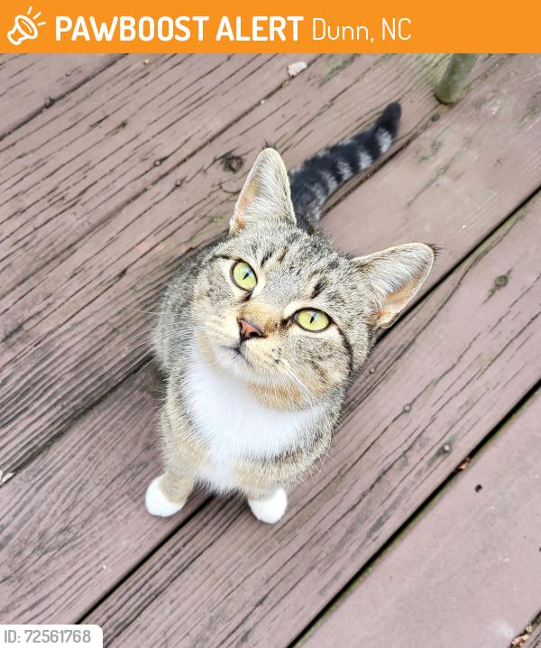 Found/Stray Female Cat last seen Jackson Rd, S Elm Ave, Dunn, NC 28334