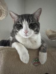Lost Male Cat last seen cheyenne & civic center , North Las Vegas, NV 89030
