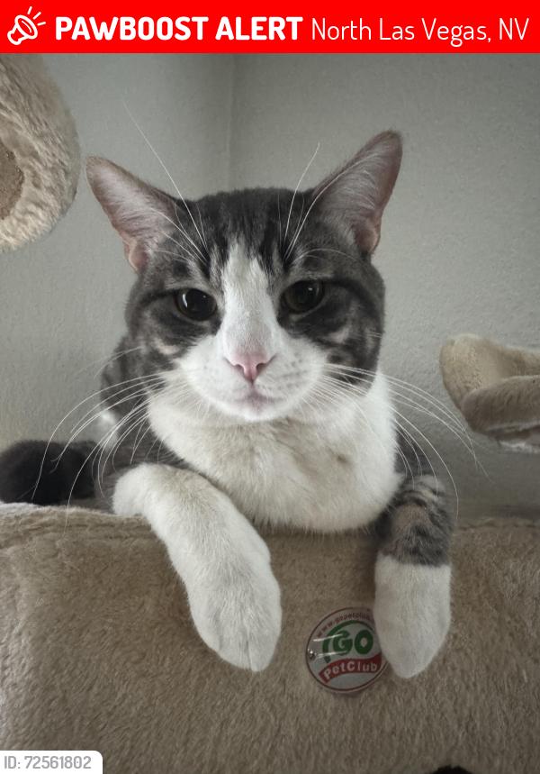 Lost Male Cat last seen cheyenne & civic center , North Las Vegas, NV 89030