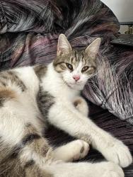 Lost Female Cat last seen Riverside Dr. , Santa Fe, NM 87507