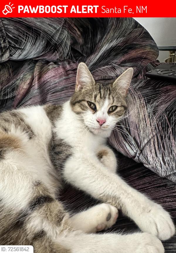 Lost Female Cat last seen Riverside Dr. , Santa Fe, NM 87507