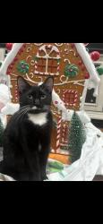 Lost Female Cat last seen Caliste Meadow , Houston, TX 77090