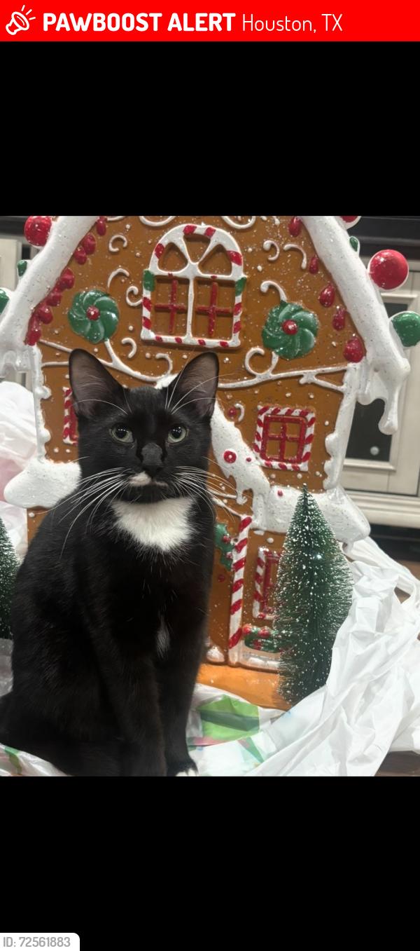 Lost Female Cat last seen Caliste Meadow , Houston, TX 77090