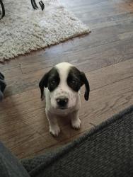 Lost Male Dog last seen South Augusta road area , Greenville, SC 29605