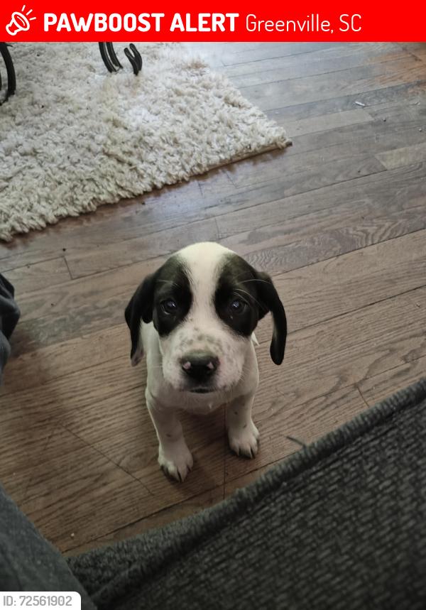 Lost Male Dog last seen South Augusta road area , Greenville, SC 29605